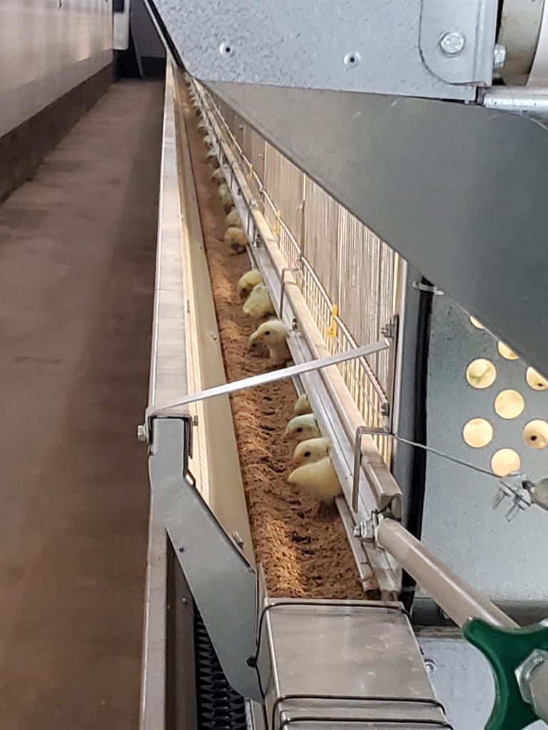 broiler chickens