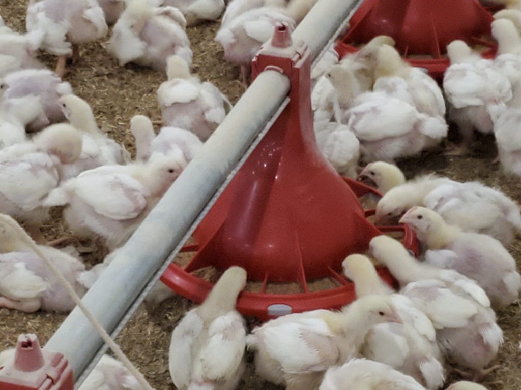 chickens eating from feeder pan