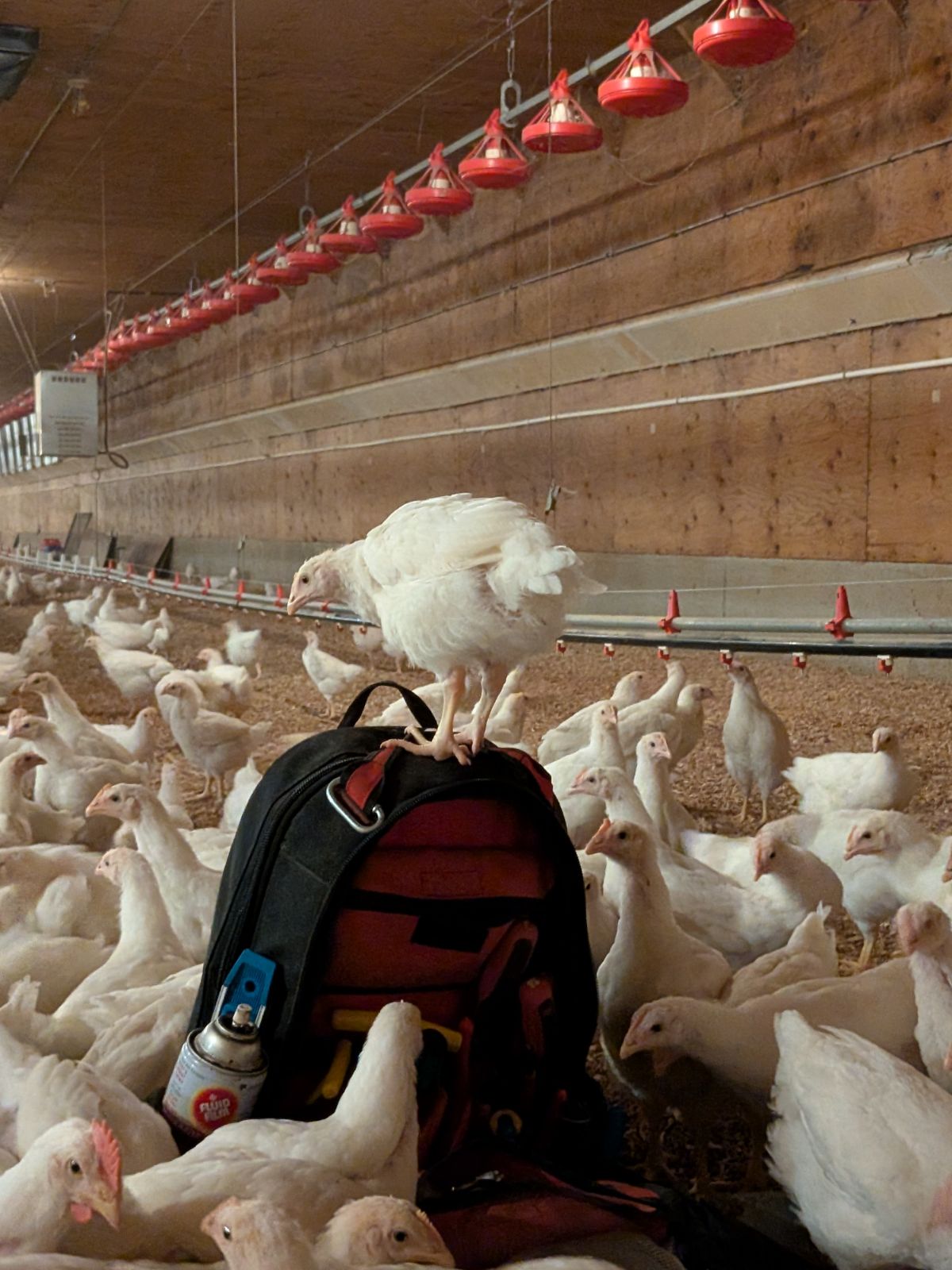 chicken standing on a backpack